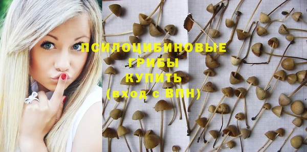 прущие грибы Баксан